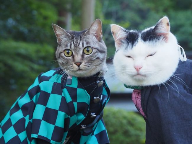 Japanese Artist Creates Epic Anime Costumes For His Cats » Design You ...