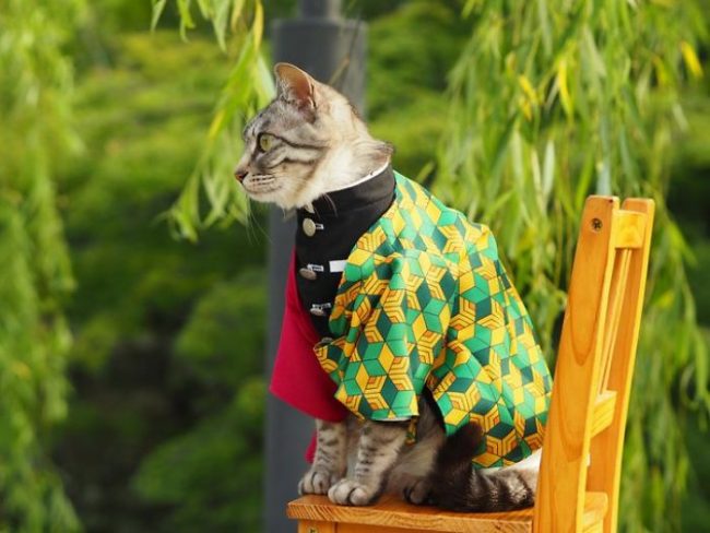Japanese Artist Creates Epic Anime Costumes For His Cats » Design You Trust