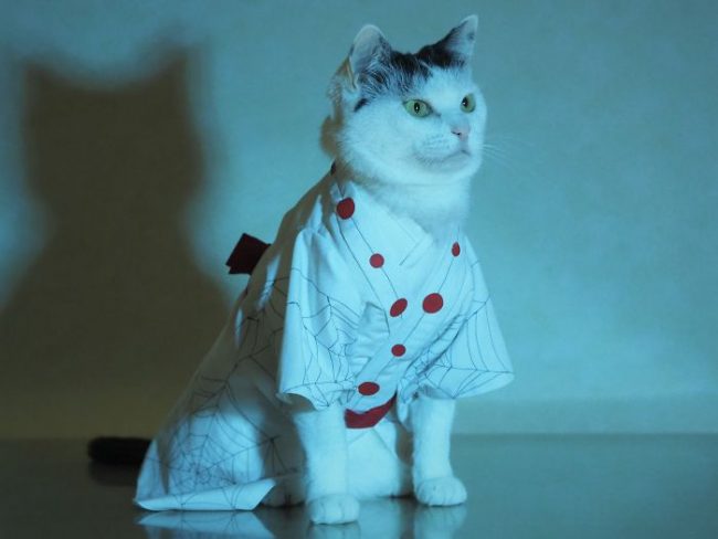 Japanese Artist Creates Epic Anime Costumes For His Cats » Design You ...