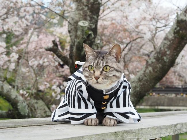 Japanese Artist Creates Epic Anime Costumes For His Cats » Design You ...