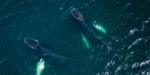 When Dozens Of Whales Arrived In Small Newfoundland Town, This Photographer Took Out A Drone To Take These Aerial Pics