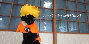 The Japanese Cat with Over 100 Cosplay Costumes