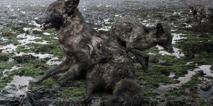 The Majesty Of The Animal Kingdom in Amazing Photographs by Simen Johan