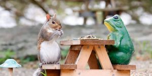 Photographer Turns Her Garden Into a Tiny Cafe; Shoots the Cutest Photos of Animal Visitors
