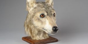 Face of 4000-Year-Old Dog Revealed by Forensic Reconstruction