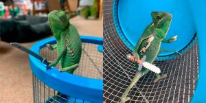 Chameleons Will Hold Anything You Give Them, and They Look Like Tiny Old Men!