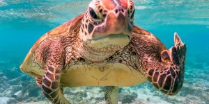 Hilarious Finalists of Comedy Wildlife Photography Awards 2020