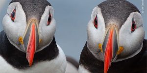Spectacular Winning Photos from The Wildlife Photographer of The Year 2020