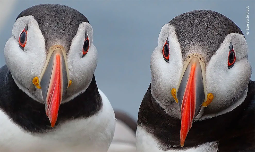 Spectacular Winning Photos from The Wildlife Photographer of The Year