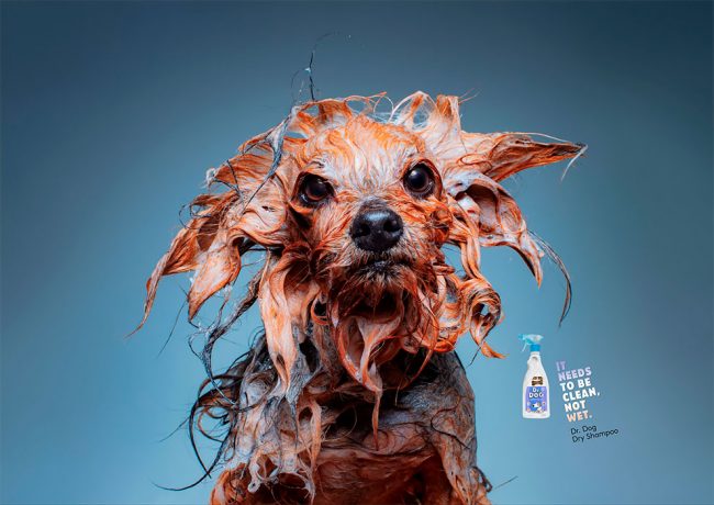 “It Needs to Be Clean, Not Wet”: Hilarious Dog Shampoo Ads » Design You ...