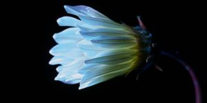 Craig Burrows Photographs Plants and Flowers Using an Ultraviolet-Induced Visible Fluorescence Photography Process