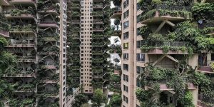 'Vertical Forest' in Chinese Residential Complex Becomes Mosquito-Infested Jungle