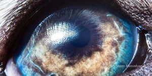 Gaze Into the Eyes of Animals Through Stunning Macro Shots