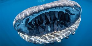 Whale Shark with 50 Remoras in Her Mouth Wins Scuba Diving Magazine’s 2020 Underwater Contest