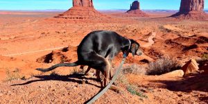 2021 Pooping Dogs Calendar Is Here, and This Year Contains a Puzzle