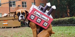 Poop Factory: The Best DIY Halloween Costume For Your Dog