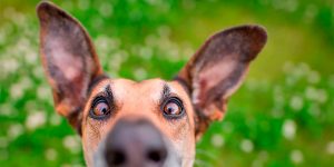 The Finalists of The 2020 Comedy Pet Photography Awards Have Been Announced, and They're Pretty Damn Funny!