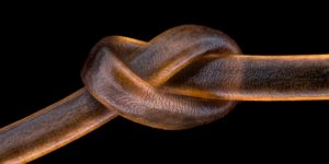 Spectacular Winning Images from The Nikon Small World Photomicrography Contest 2020
