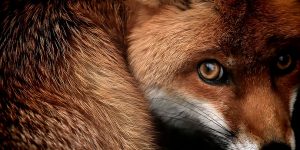 The Best Animal Images Of The Decade From The British Wildlife Photography Awards