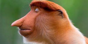 Spectacular Winning Images from The Wildlife Photographer of The Year 2020