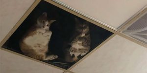 Taiwanese Shop Owner Installed A Glass Ceiling For His Cats And Now They Won’t Stop Staring At Him