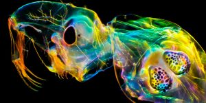 Spectacular Winning Photos from The Close-Up Photographer of the Year 2020
