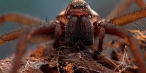 Spider Wins in New Lockdown Wildlife Photo Competition 2020