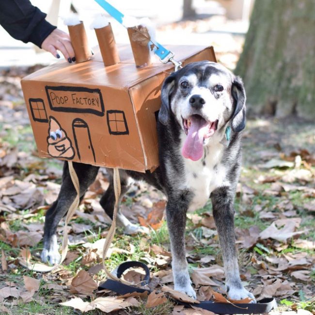 Poop Factory: The Best DIY Halloween Costume For Your Dog » Design You ...