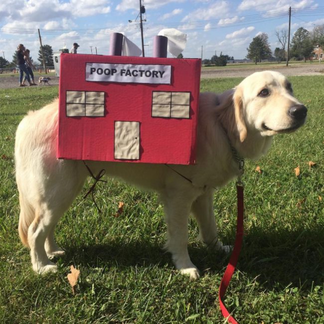 Poop Factory: The Best DIY Halloween Costume For Your Dog » Design You ...