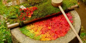 Kyoto Photographer Shows the Beauty of Autumn Through Gorgeous Foliage Photos