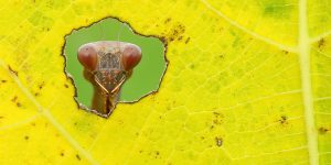 Reconnect with Nature: Spectacular Winning Photos from The Rediscover Nature Photo Competition 2020