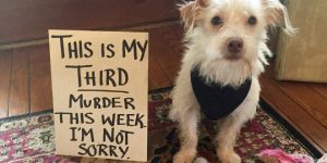 The Dog Shaming 2021 Wall Calendar Features Thirteen Photo Collages with Themes Like Learned My Lesson, That's Not Cool, Please Come Home, and Let's Play!