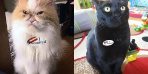 I Vomited: Proud Cats Who Voted In US Election 2020