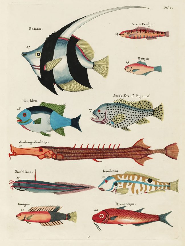 Louis Renard’s Superb Illustrations of The East Indies Marine Life He ...