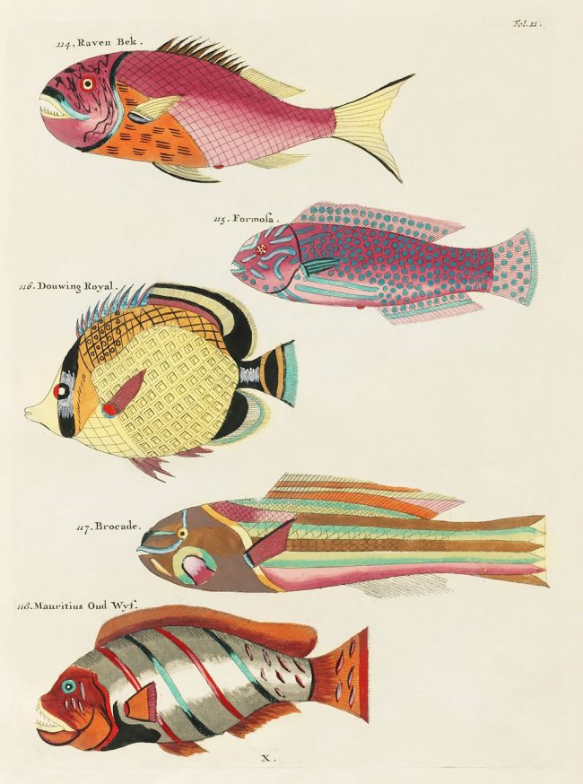 Louis Renard’s Superb Illustrations of The East Indies Marine Life He ...