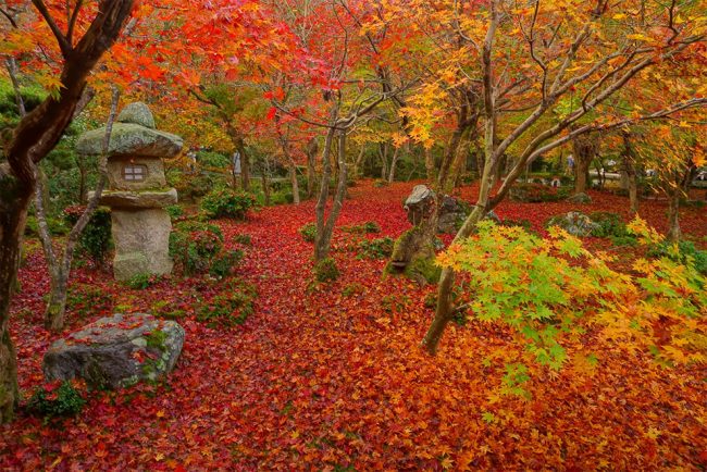 Kyoto Photographer Shows the Beauty of Autumn Through Gorgeous Foliage ...