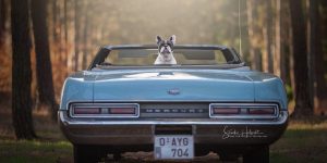 Dog Owners Are Buying Vintage Cars For Their Lazy Pets And I’m Getting To Photograph Them