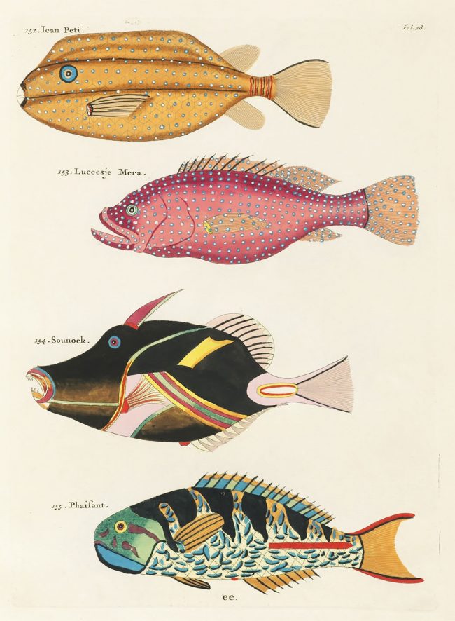 Louis Renard’s Superb Illustrations of The East Indies Marine Life He ...