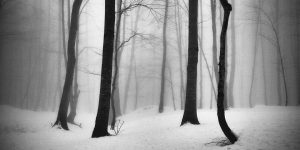 The Passion Of Trees: 16 Years Trees Photography Project by Ali Shokri