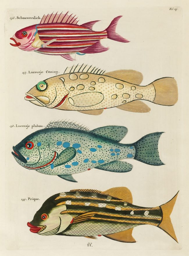 Louis Renard’s Superb Illustrations of The East Indies Marine Life He ...