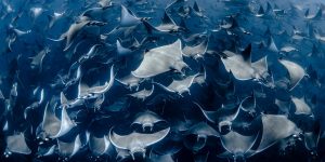 The Ocean Photography Awards Just Announced Their Finalists And The Photos Look Stunning