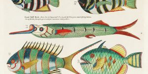 Louis Renard’s Superb Illustrations of The East Indies Marine Life He Never Saw