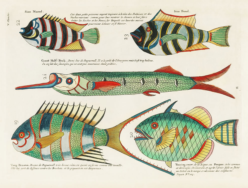 Louis Renard’s Superb Illustrations of The East Indies Marine Life He Never Saw