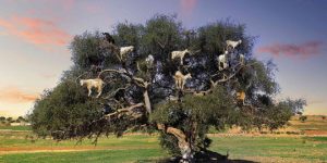 2021 “Goats In Trees” Calendar Is Finally Here!