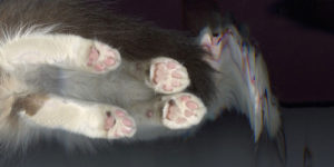 Bored Quarantined People Have Started Scanning Cats