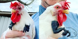 3D Printed T-Rex Arms For Chicken Cosplay