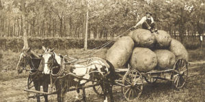 A Collection of Fabulous Potato-Themed Real Photo Postcards From the Early 20th Century