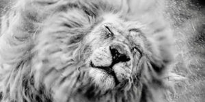 Photographer Immortalizes the Beauty of a Lions From Every Angle