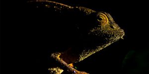 This Year's Incredible British Ecological Society Photography Competition Winners