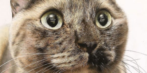 Believe It or Not, This Is Not a Cat!